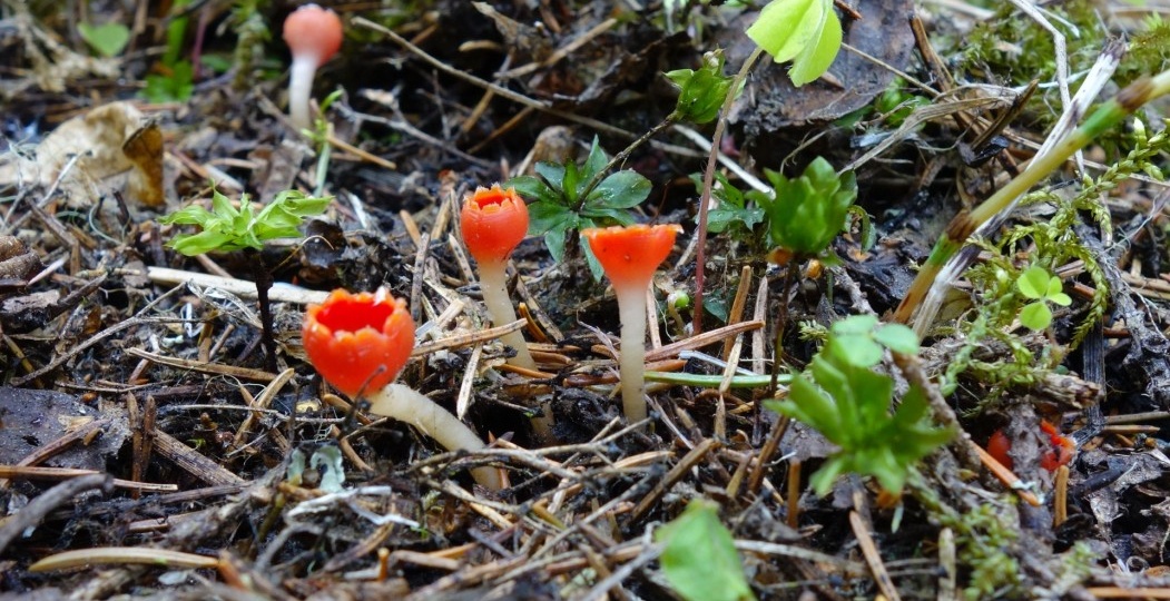 «Заповедная Коми»: гриб-«цветок»