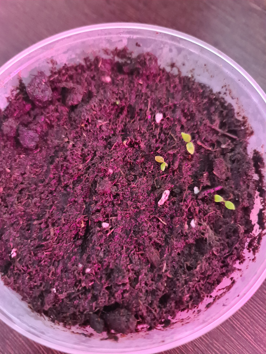 Пока немного, но всходы есть!