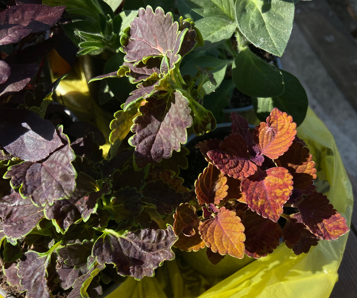 Мои первые очаровашки