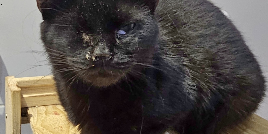 Помогите. Помогите спасти Еву...