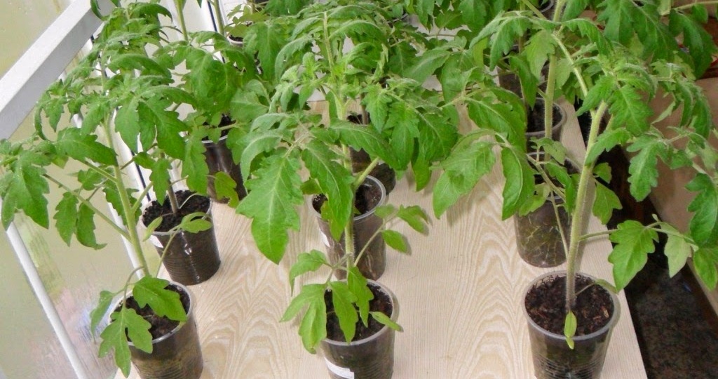 Грунт для рассады помидоров: как создать идеальную почву своими руками