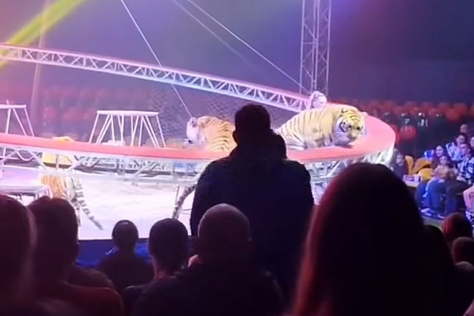     / Источник: Кадр из видео