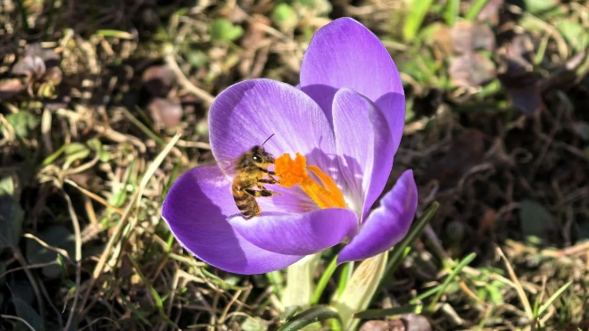 Прогноз погоды в Ленобласти на 20 апреля: солнечно и свежо