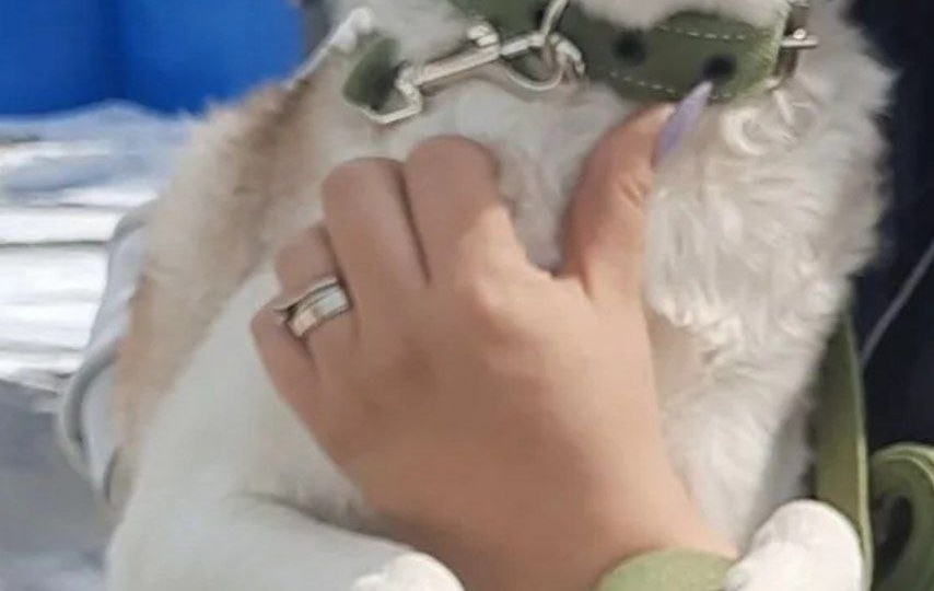 Наша славная малышечка Гера дождалась свою семью