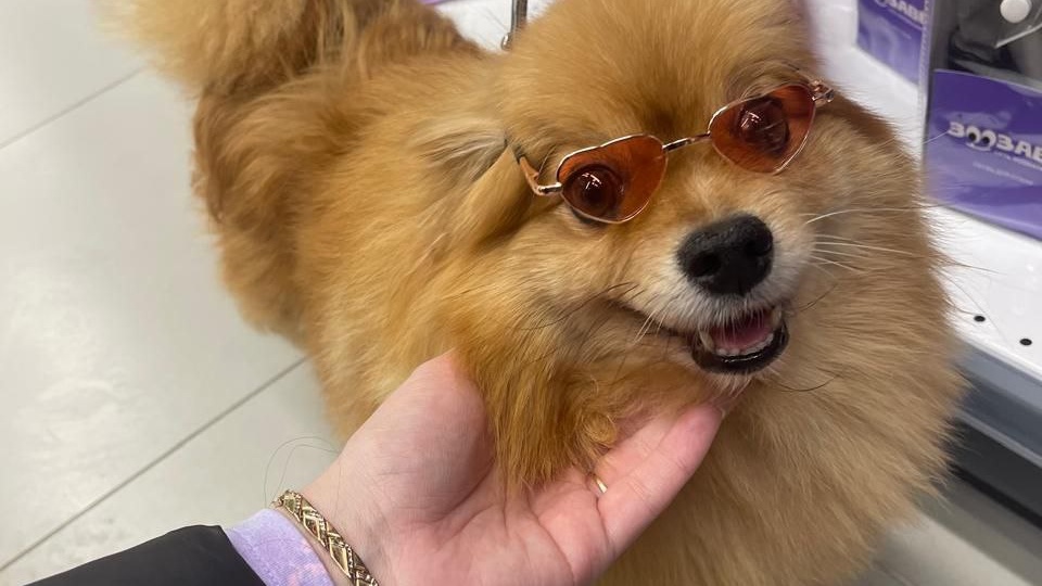 🐾 Привет от Лады — маленькой модницы в розовых ботинках и очках!