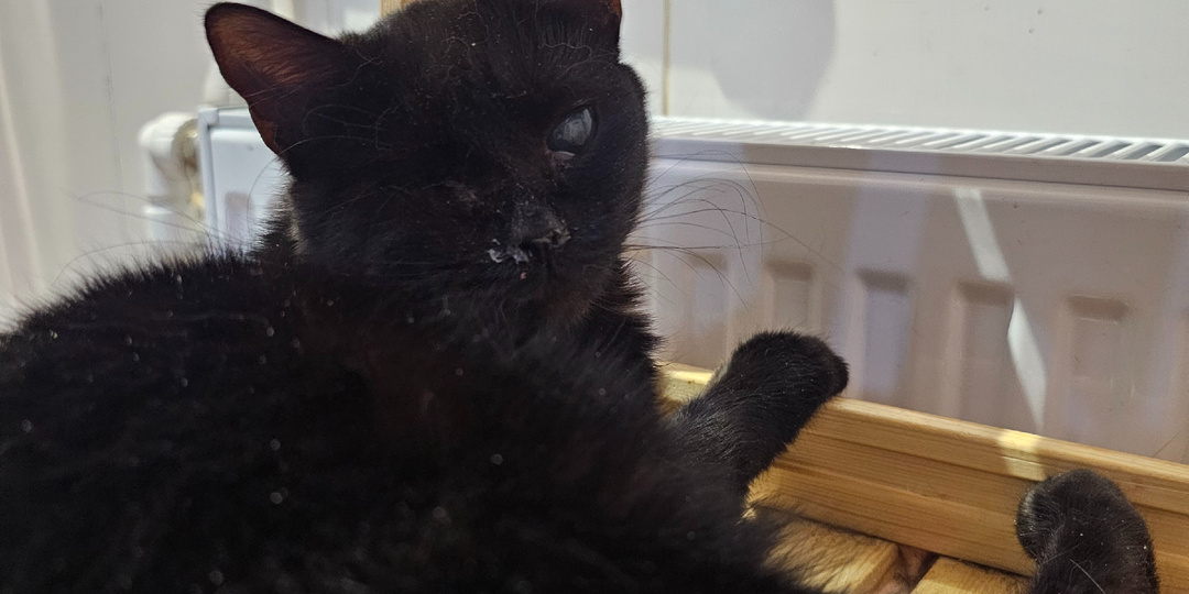 Спасите. Спасите кошку. СОС!