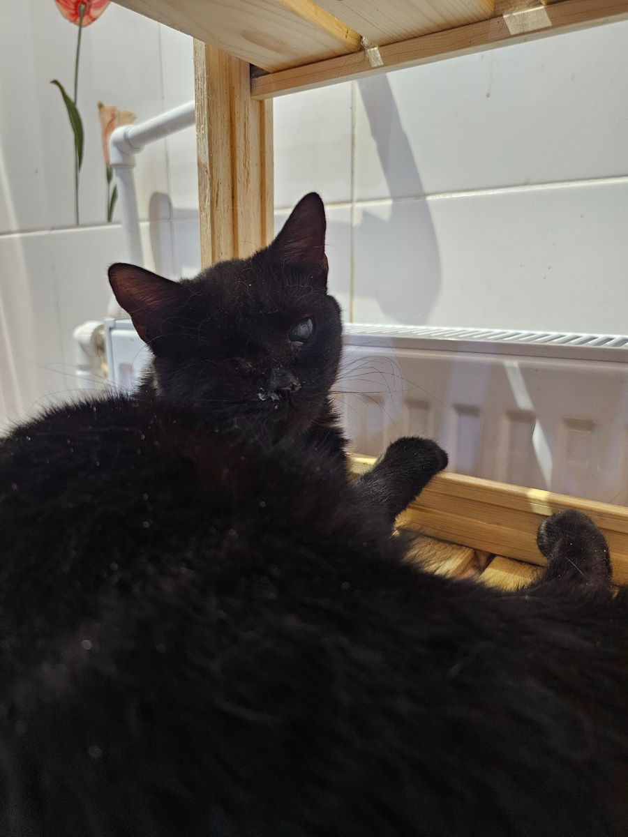 Фото автора. Ева. Она оооооочень хочет жить.