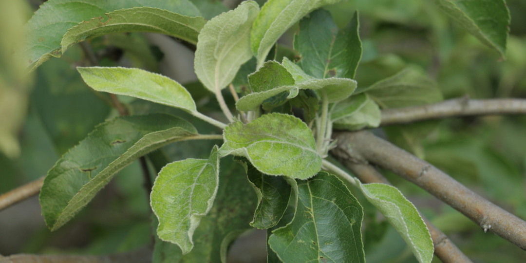 Почему яблони не цветут весной: раскрываем все причины и способы восстановления урожая