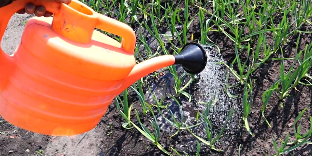 Подкормите этим чеснок в апреле-мае, и он вымахает с кулак. Важная подкормка весной!