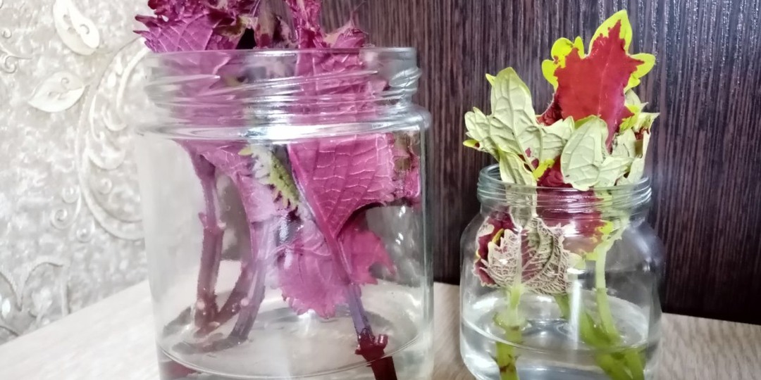 Какие растения я укореняю этой весной и советую всем?