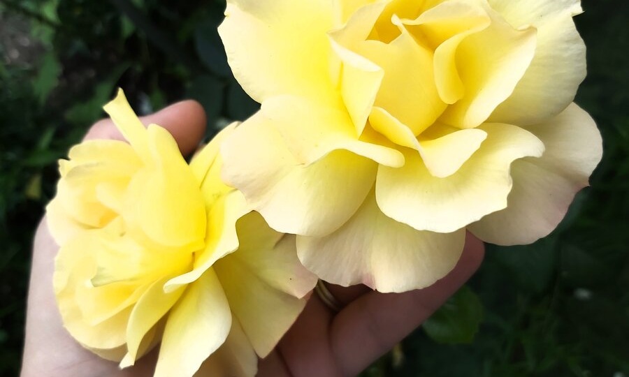 Отзыв о розе флорибунда «Голден Веддинг / Золотая Свадьба» (Golden Wedding)