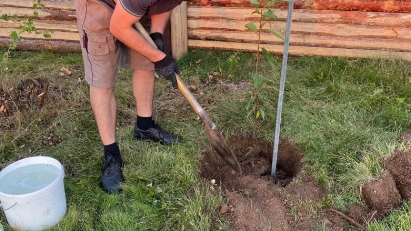    Фото progorod43.ru