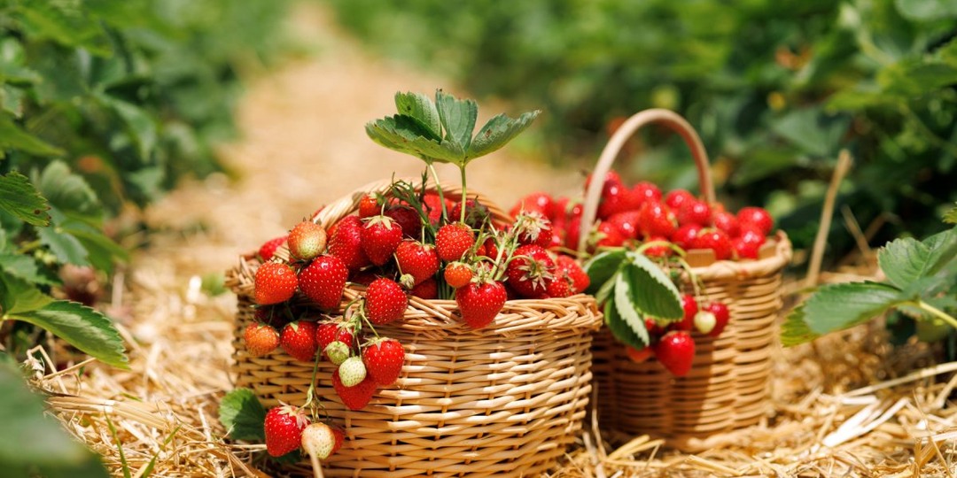 Клубника весной: что обязательно сделать сейчас ради ягод в июне