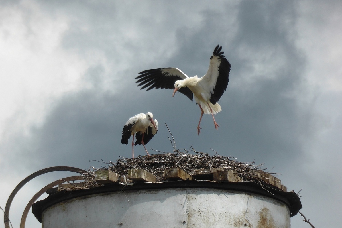 Фото с сайта: https://www.mkkaluga.ru/social/2025/08/11/aisty-nachali-uletat-iz-kaluzhskoy-oblasti.html