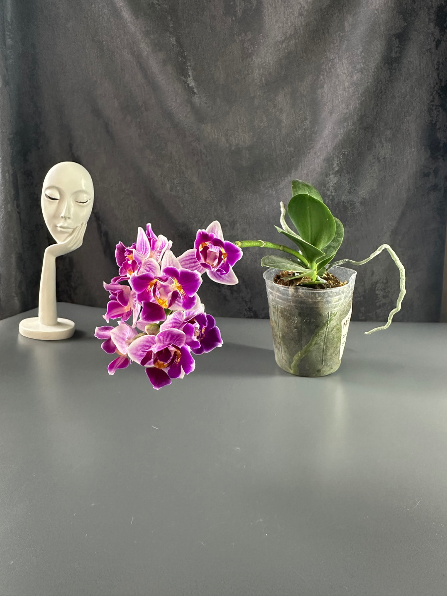 фаленопсис Lioulin Grape 