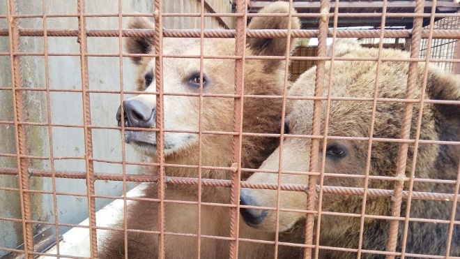 «Целовательную» медведицу показали в центре «Велес»