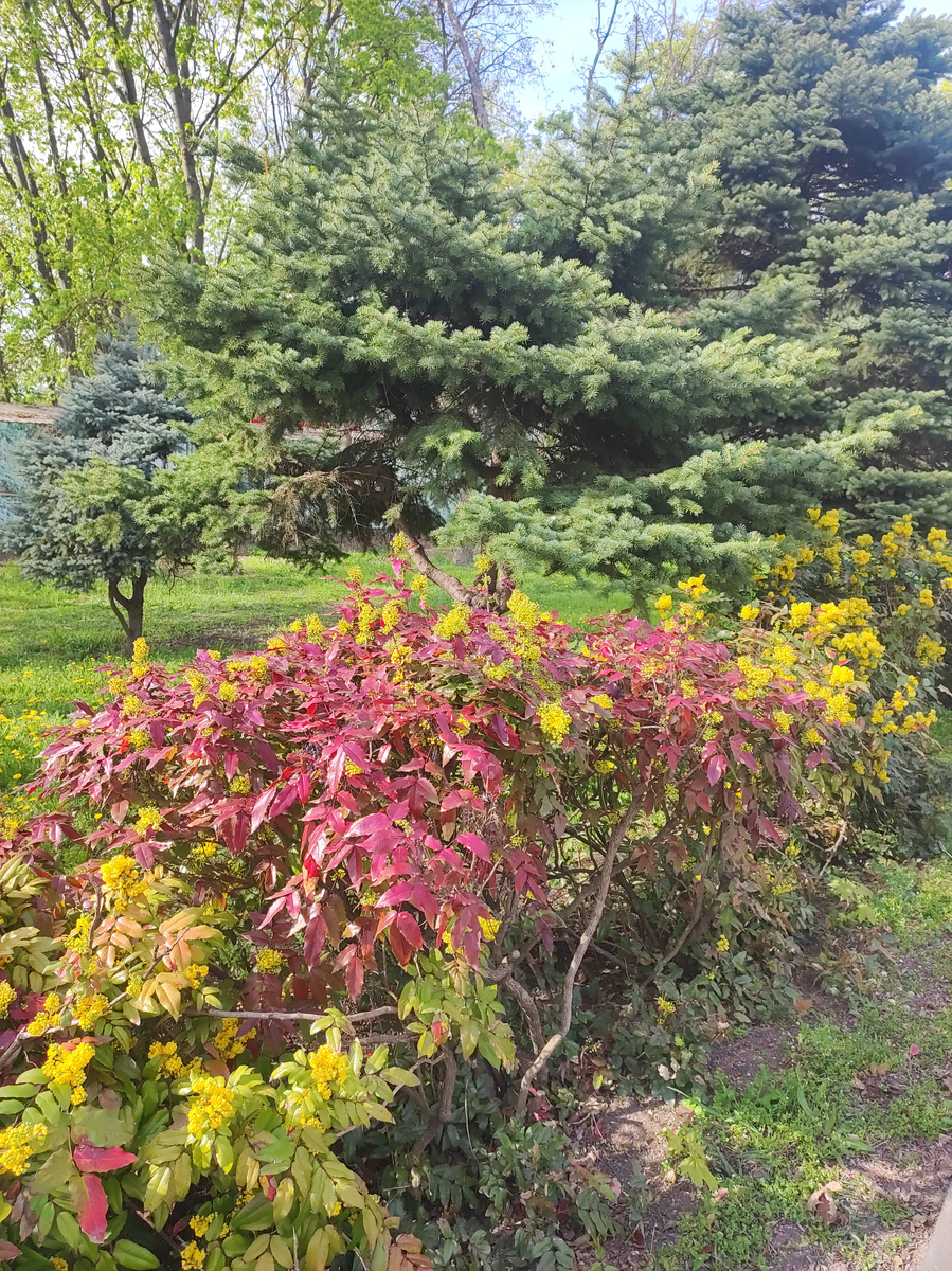 Городские растения. 