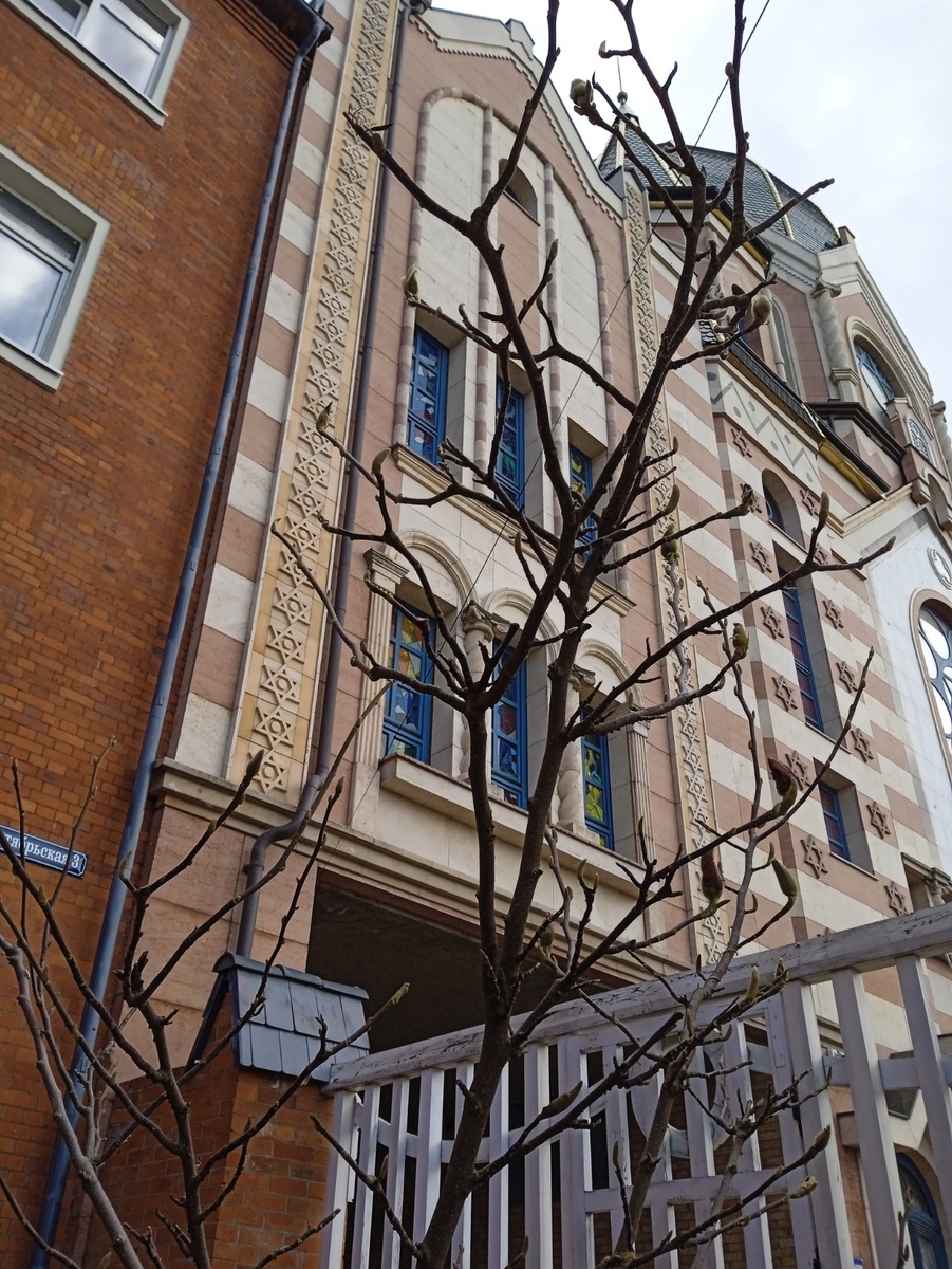 Магнолия у синагоги.