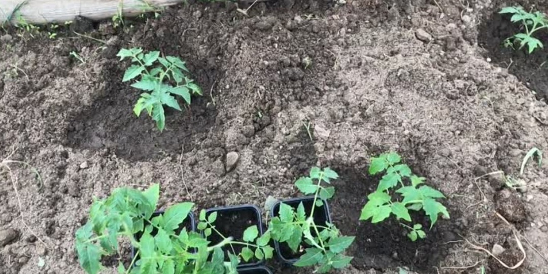 Высаживание рассады томатов в теплицу.