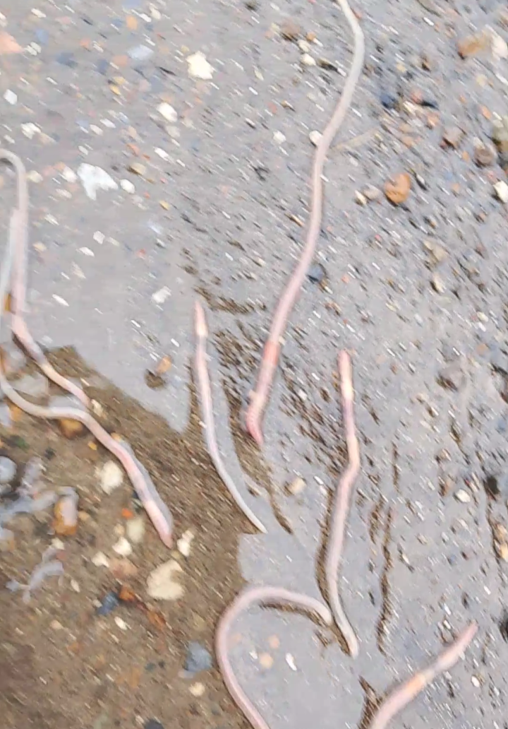 Вереница дрожжевых червей 