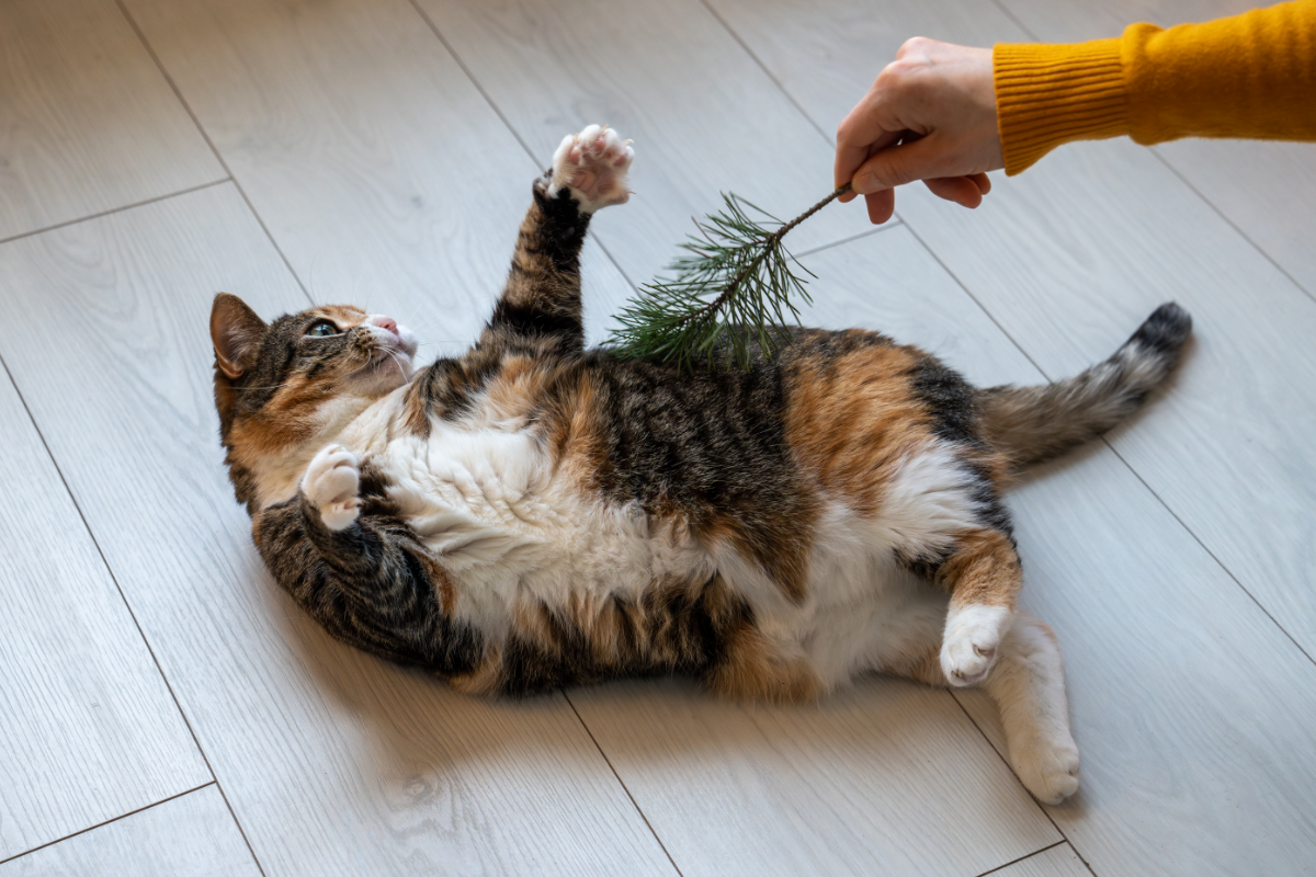 Кошка играет 