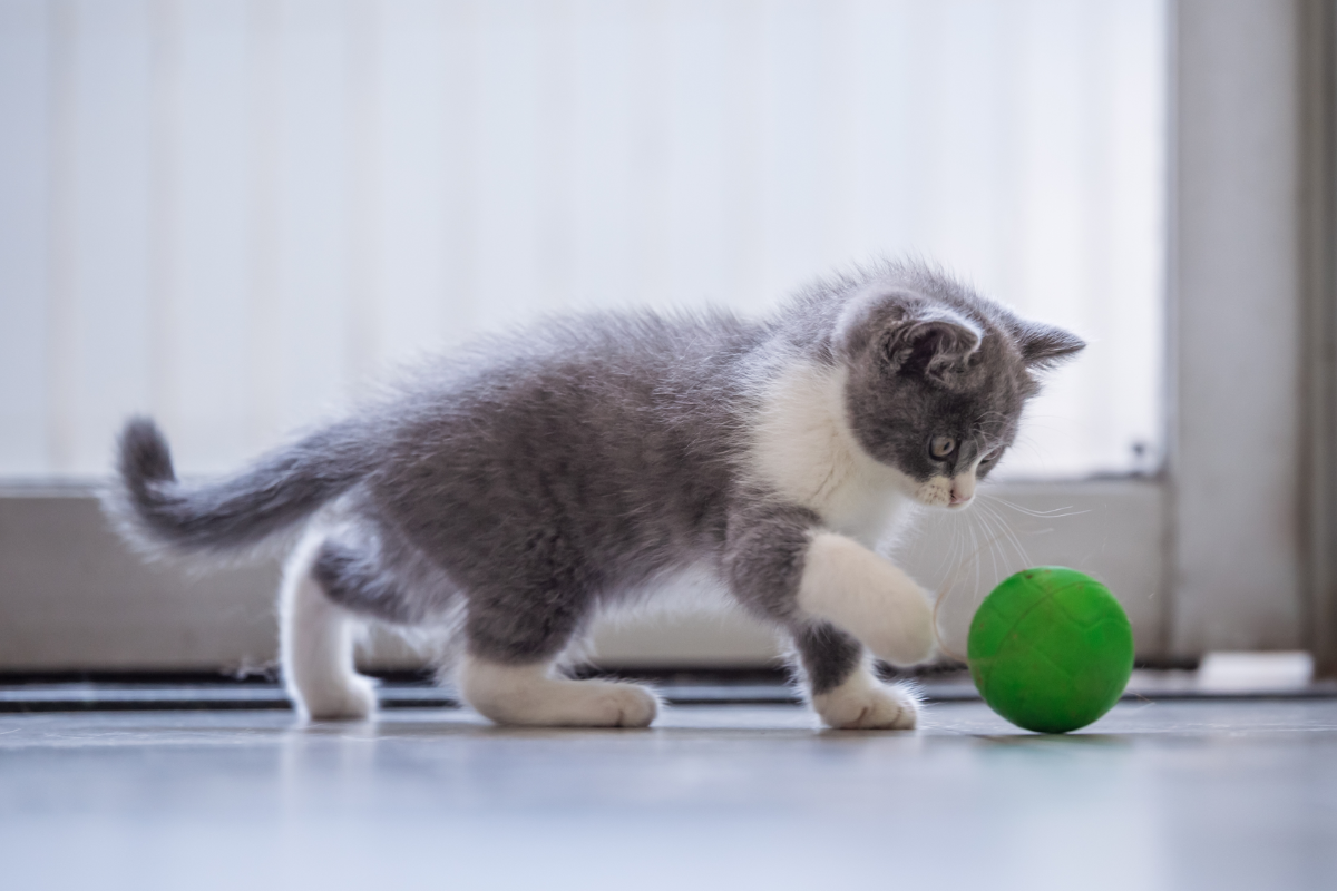 Котёнок играет 