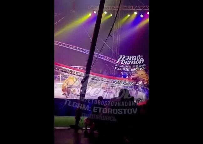 Полиция проверяет инцидент с тигром на цирковом представлении в Ростове-на-Дону