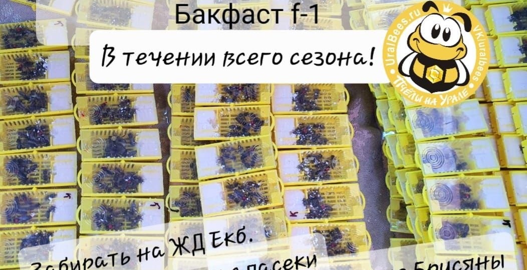 Принимаются заказы на племенных плодных маток КАРНИКА, БАКФАСТ, КАРПАТКА f-1 в течении всего сезона