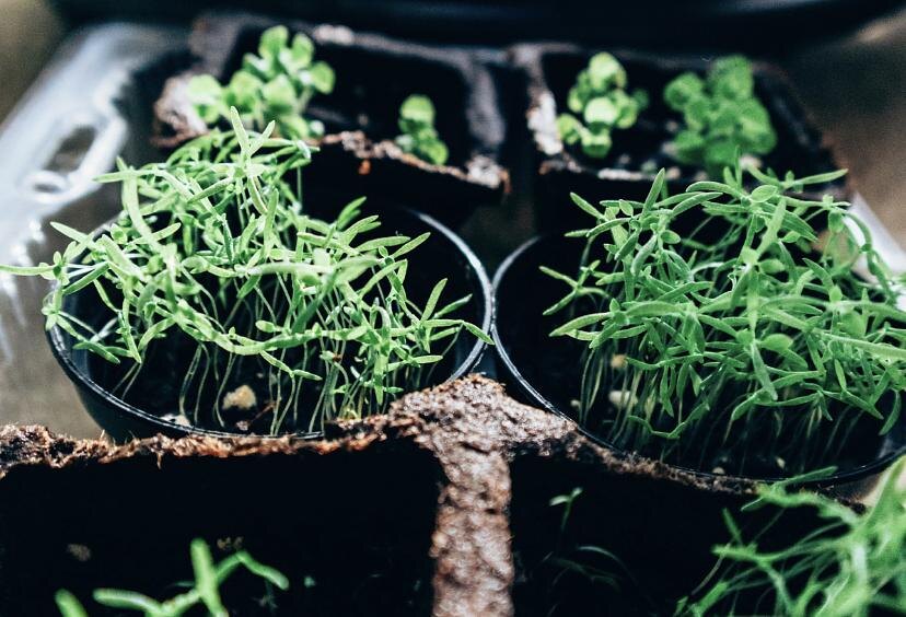 Волшебный сад в коробке: игра для развития