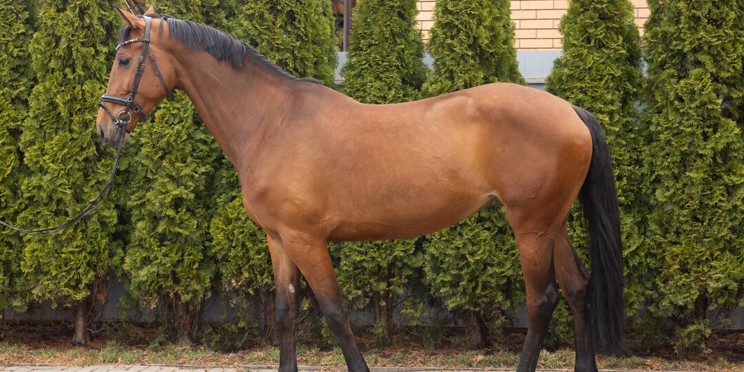 Кобыла, полукровная, от Командора