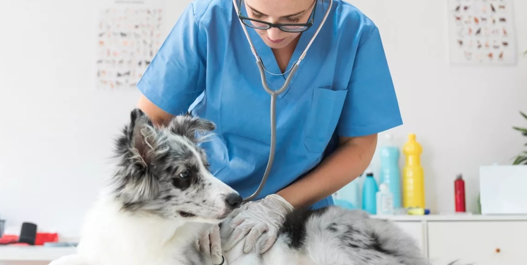 Ветеринарша