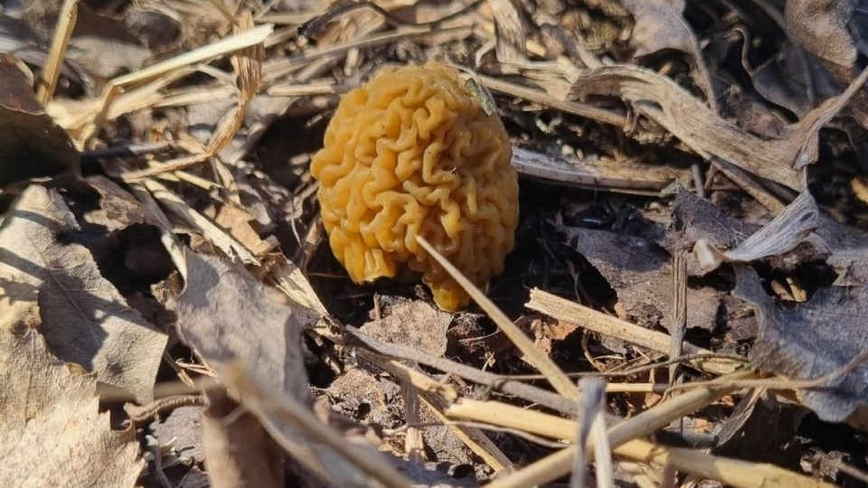 Свердловчане открыли грибной сезон, обнаружив первые сморчки