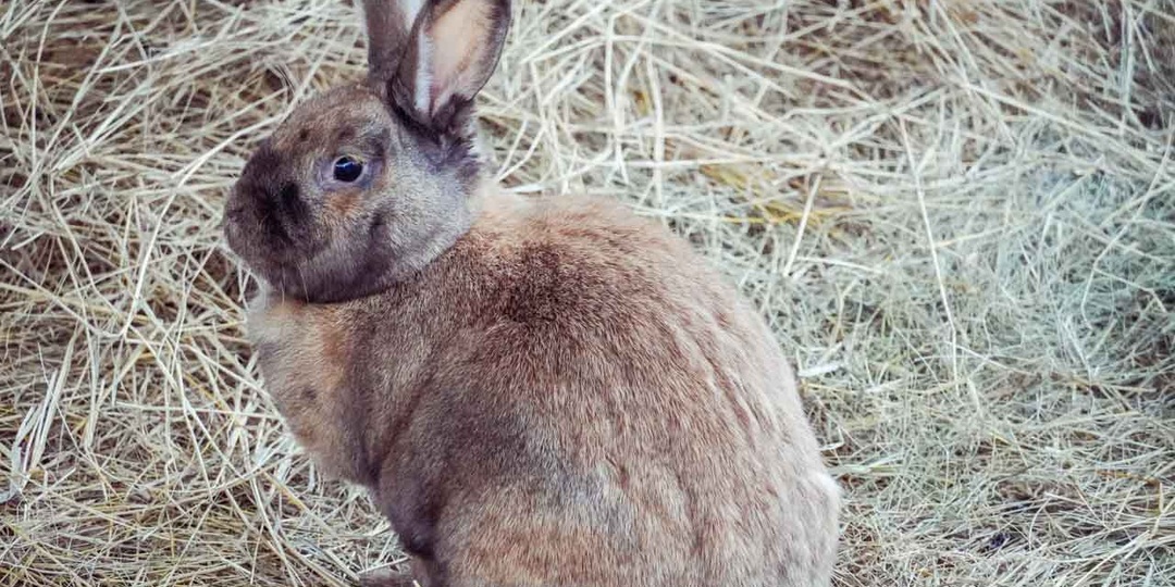 Пятерых найденных в Воронеже зайчат доставили на лечение в «Дом зайца»