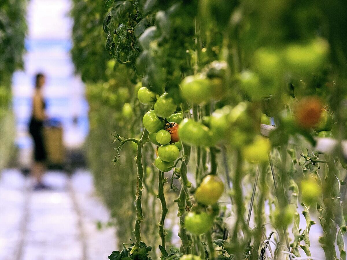    Томаты в теплице агроцентра | © РИА Новости / Алексей Мальгавко