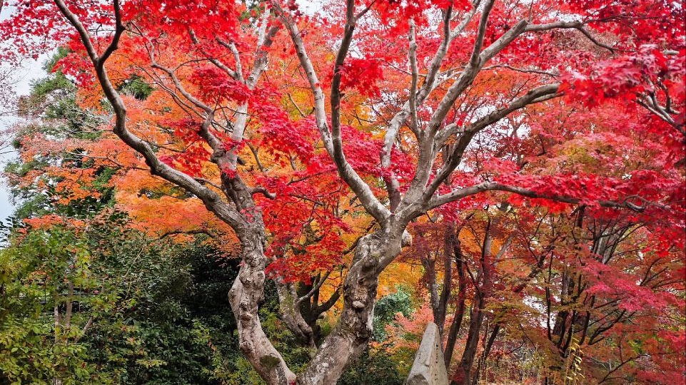 Япония для первого раза: впечатления, еда и практические советы