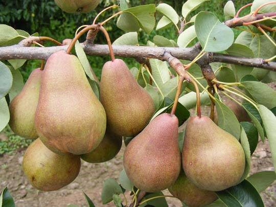 Что посадить рядом с грушей, чтобы каждый год получать огромный урожай