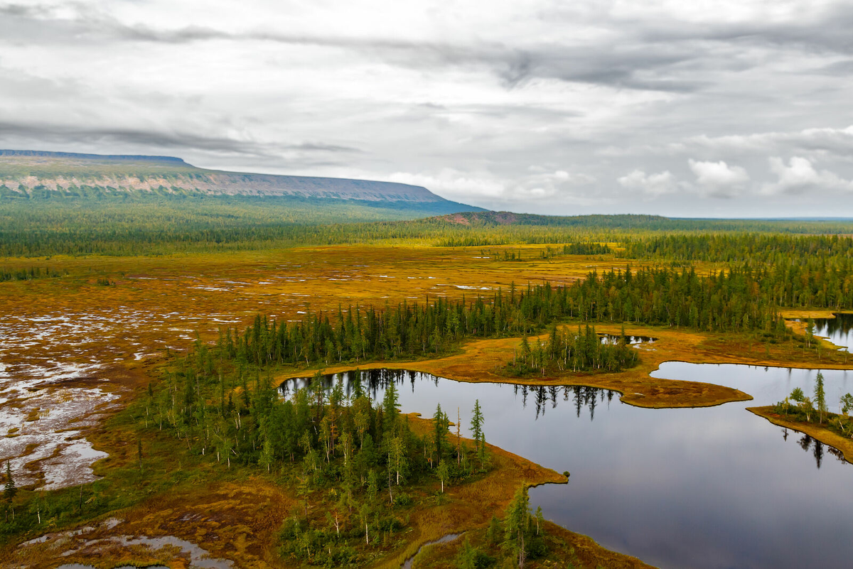 тундра летом