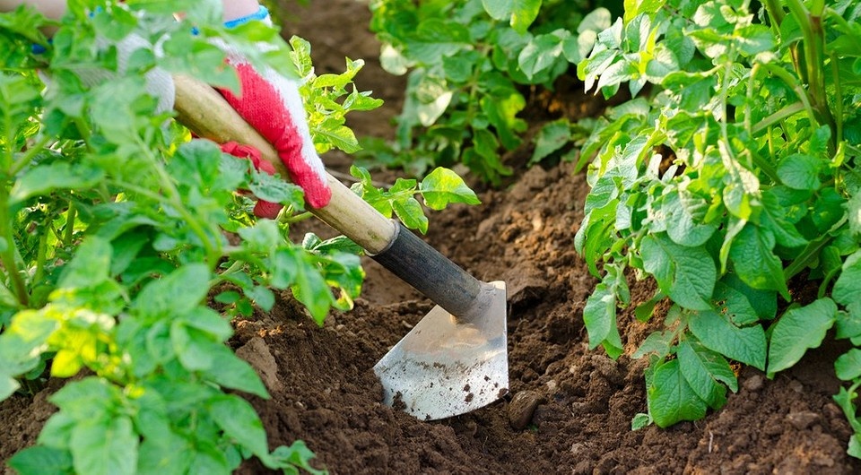 Как правильно и часто окучивать картофель для идеального урожая