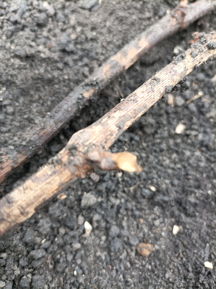 Почки тронулись в рост.