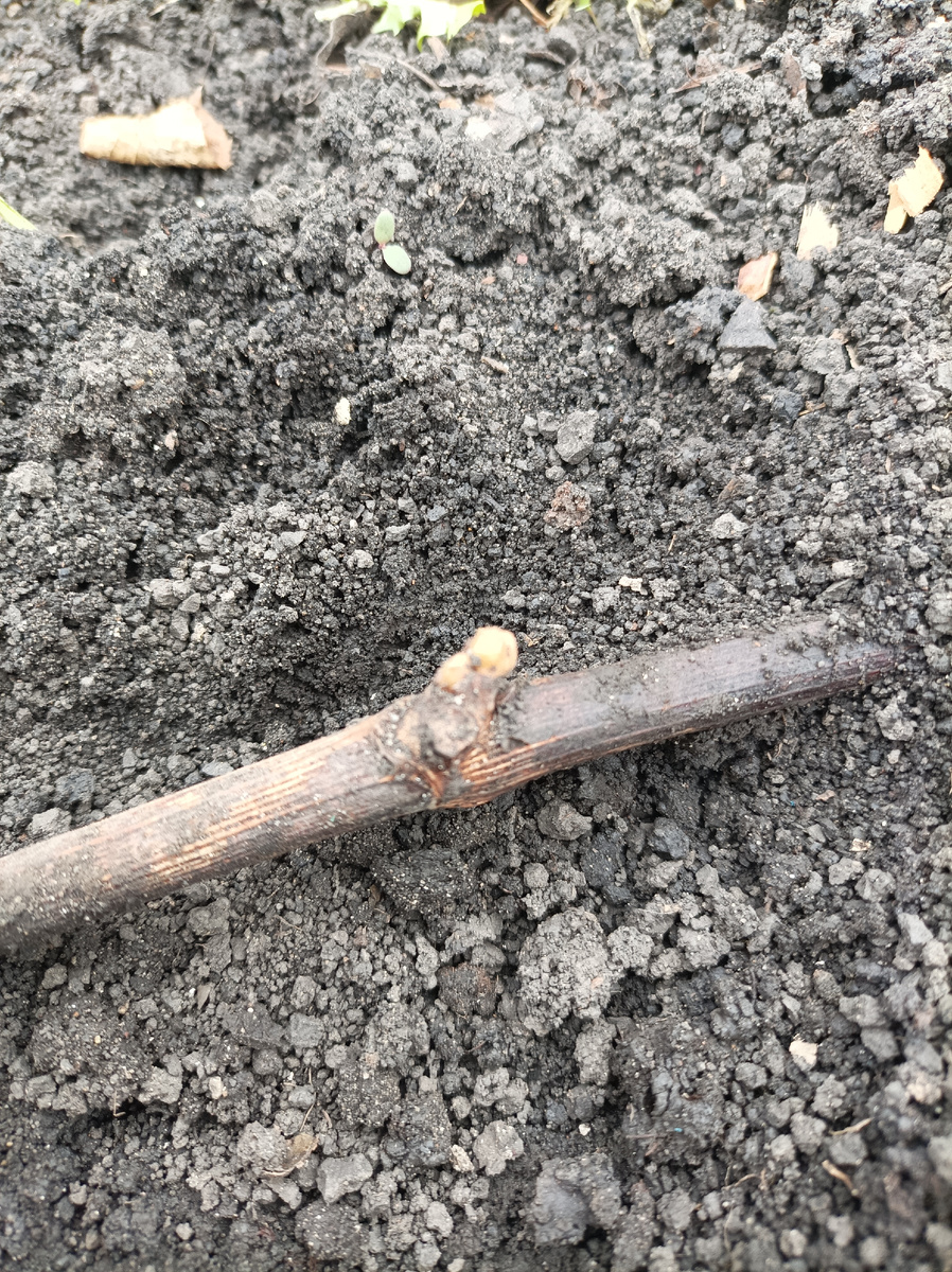 Почка начинает открываться