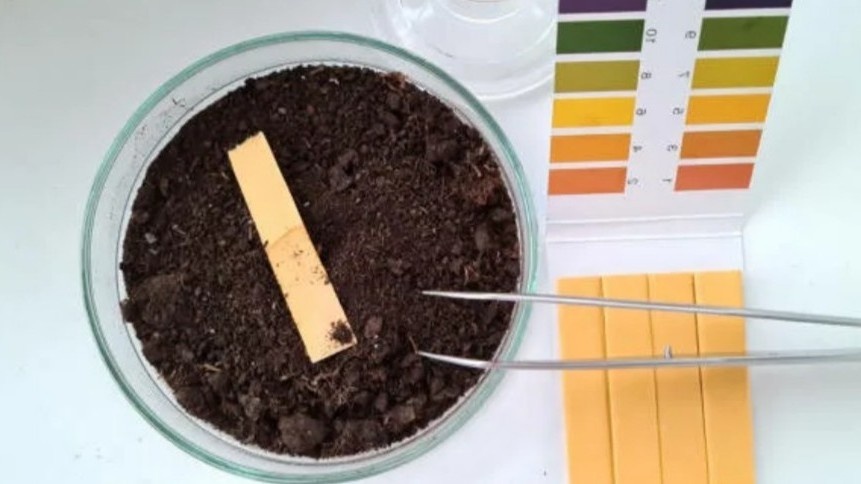 Сначала проверяю кислотность, и только потом решаю, нужна тут зола или нет