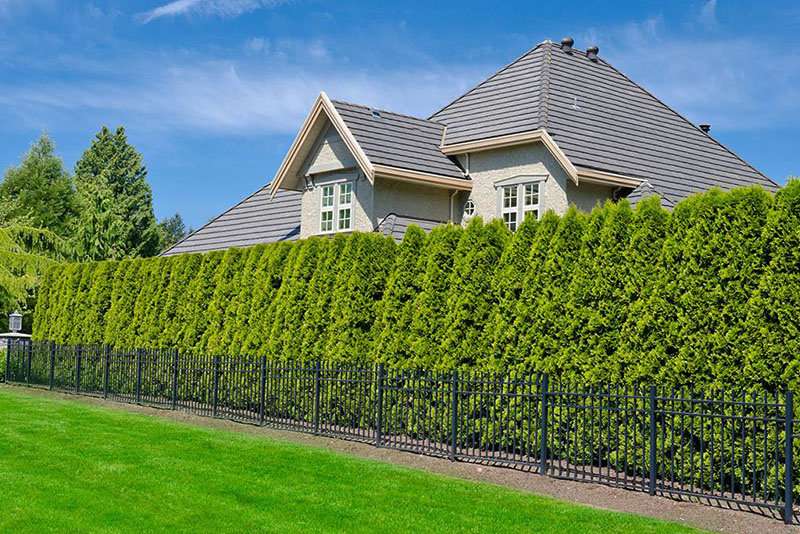 Зеленый забор вашей мечты: лучшие растения для живой изгороди