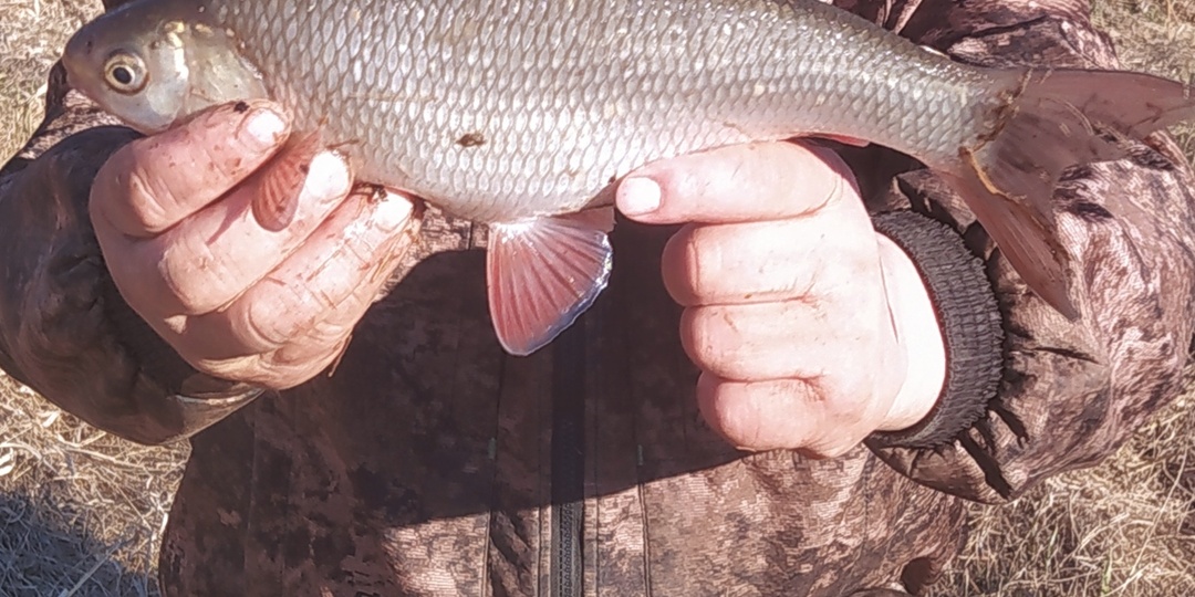 Как я поймал своего первого трофейного язя: битва, достойная эпоса