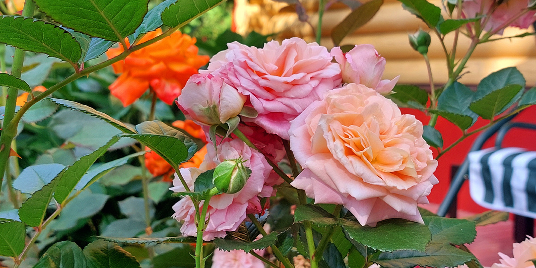 "Розовые бусы". Вопросы - ответы про розы. 20 апреля 2026 года