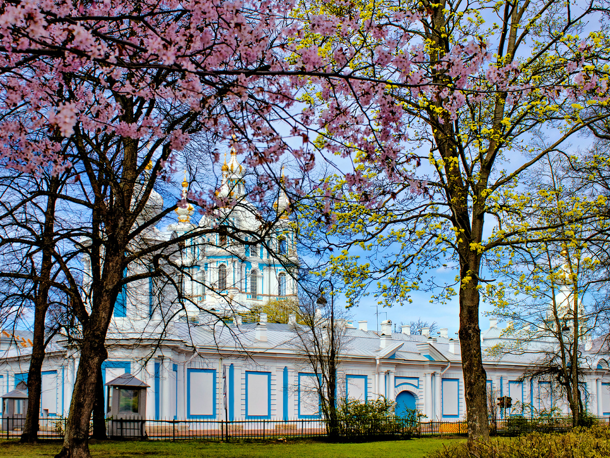 сакура у Смольного