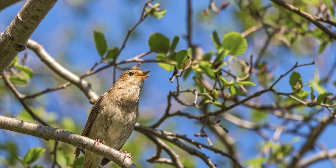 Женская лирика