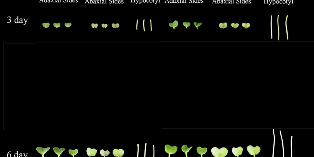 Какой свет лучше использовать для микрозелени