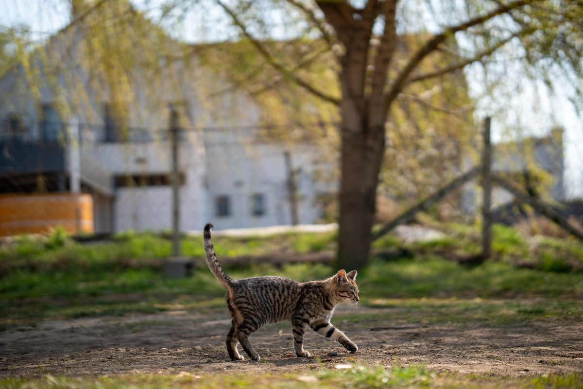    Капли от клещей для кошки можно заменить ошейником или спреем от паразитов