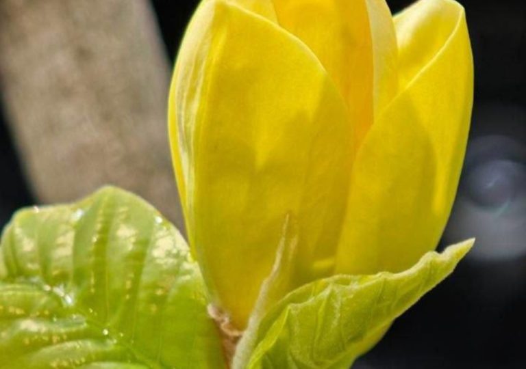 В Сочи цветет необычная магнолия