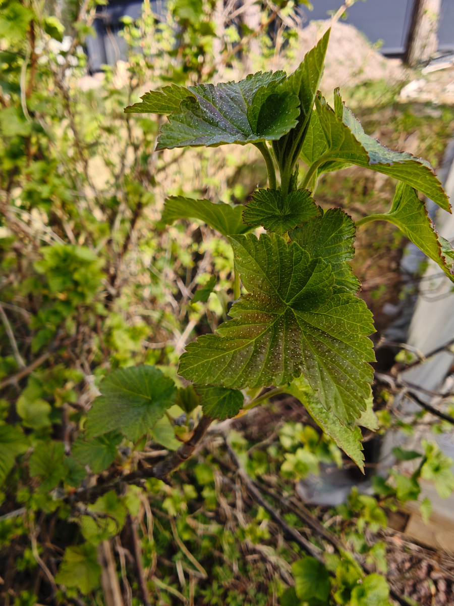 Вот такие листочки уже на смородине